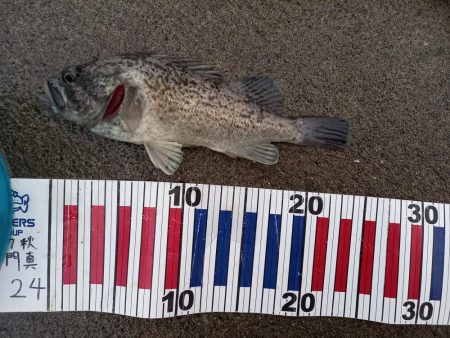 サケ釣り不発、かわりにソイ