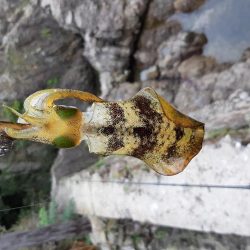 アオリイカ探して