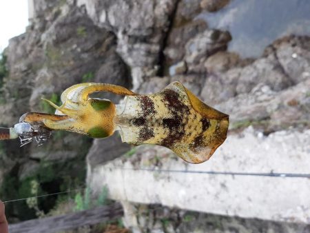 アオリイカ探して