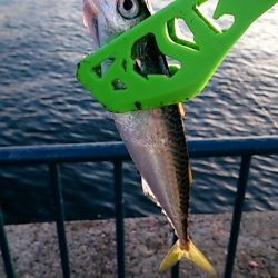 だいぶ涼しくなりました!