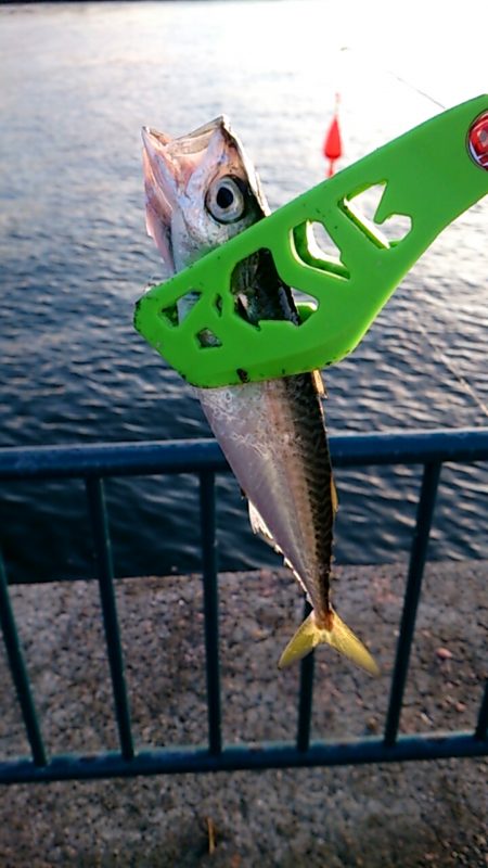 だいぶ涼しくなりました!