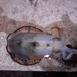 なんとかボウズ逃れ