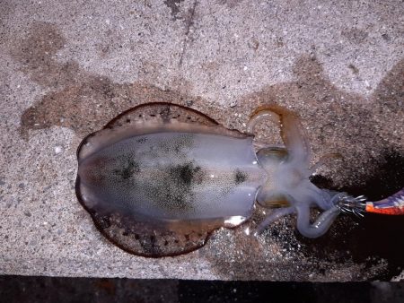 なんとかボウズ逃れ