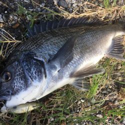 朝マズメのチヌ連続ライド!