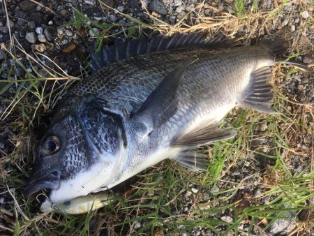 朝マズメのチヌ連続ライド！