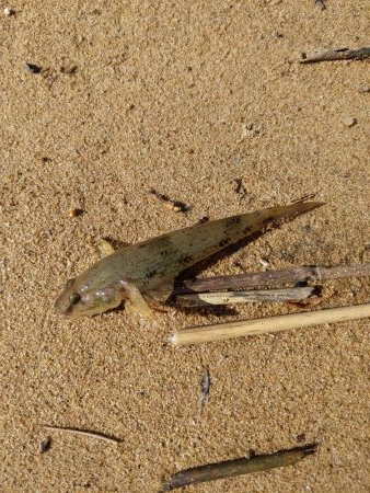 ハゼ4匹釣れましたGET