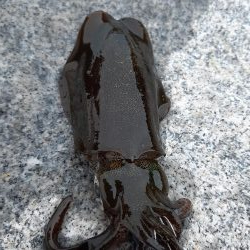 帰省中にエギング