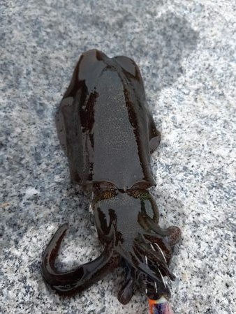 帰省中にエギング