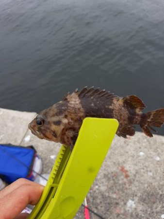 初和田防！魚種豊富！