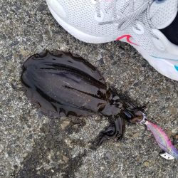 秋アオリでキロアップ