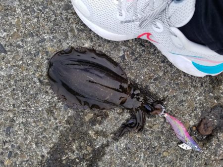 秋アオリでキロアップ