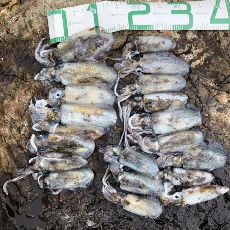 2020 佐渡ヶ島エギング 8回目