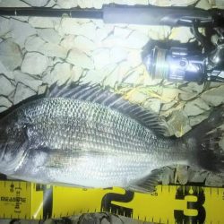 シーバス狙いの外道のチヌ