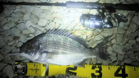 シーバス狙いの外道のチヌ