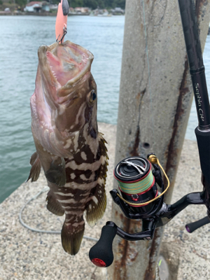 クエの赤ちゃん！？