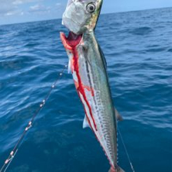 マイボートでアマダイ狙い