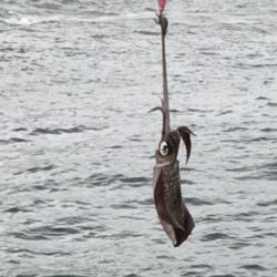 初めての間人エギング