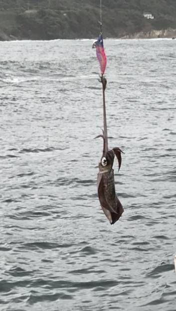 初めての間人エギング