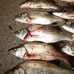 数釣りが楽しめた プチ爆釣?