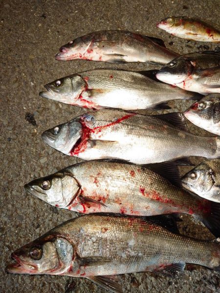 数釣りが楽しめた　プチ爆釣？