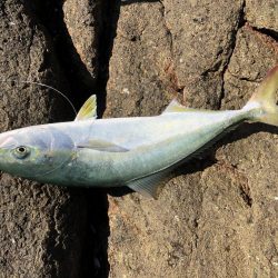 ハマチ！イカ！タチウオ！