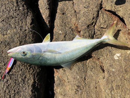 ハマチ！イカ！タチウオ！