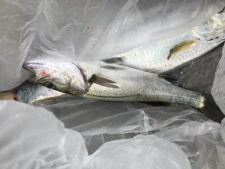 青物まだかなー