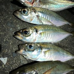 アジが食べたくて