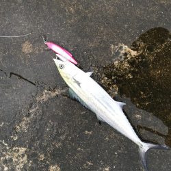 久しぶりの釣果