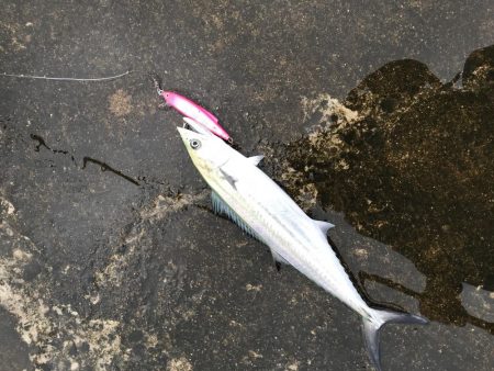 久しぶりの釣果