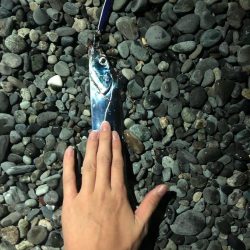 ショアジギング&ぶっ込み釣り