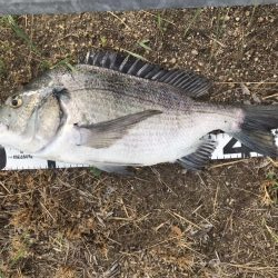 イチノ兄弟、釣果！