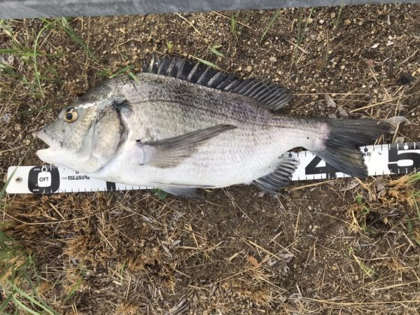 イチノ兄弟、釣果！