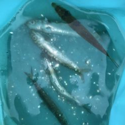 ジクサビキとアジで呑ませ