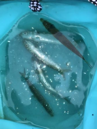 ジクサビキとアジで呑ませ