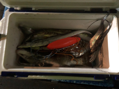 今年初タチウオ