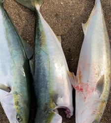 やっと来た青物