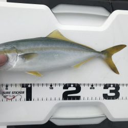 ボラ時々ツバス