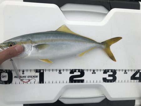 ボラ時々ツバス