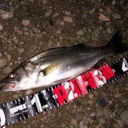 円山川シーバス