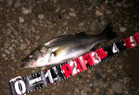 円山川シーバス