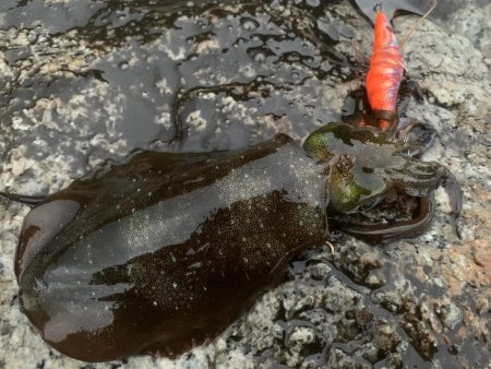 新子調査以来のエギング