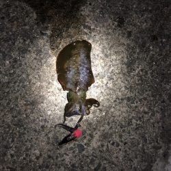 アオリイカ狙い