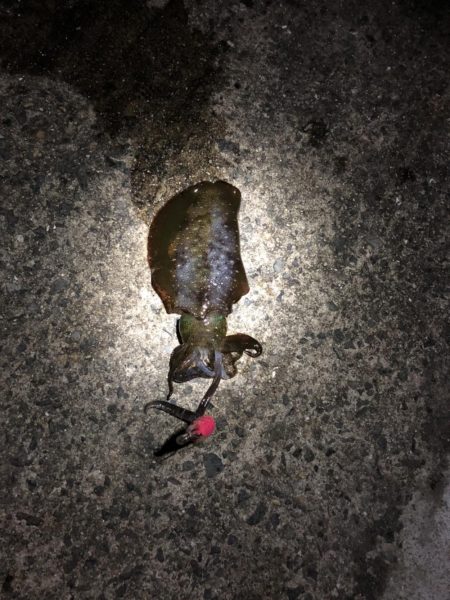 アオリイカ狙い