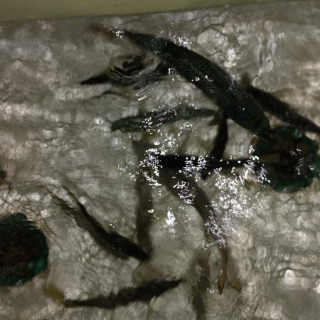 ナイトディープアジング