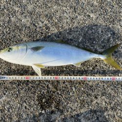 雨上がりでそこそこ活性たかった