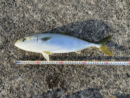 雨上がりでそこそこ活性たかった