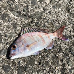 赤い鯛 和歌山県 加太漁港 カゴ釣り マダイ 陸っぱり 釣り 魚釣り 釣果情報サイト カンパリ