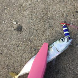 サバ、イワシ絶好調