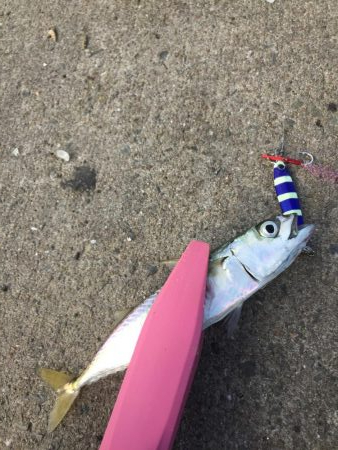 サバ、イワシ絶好調